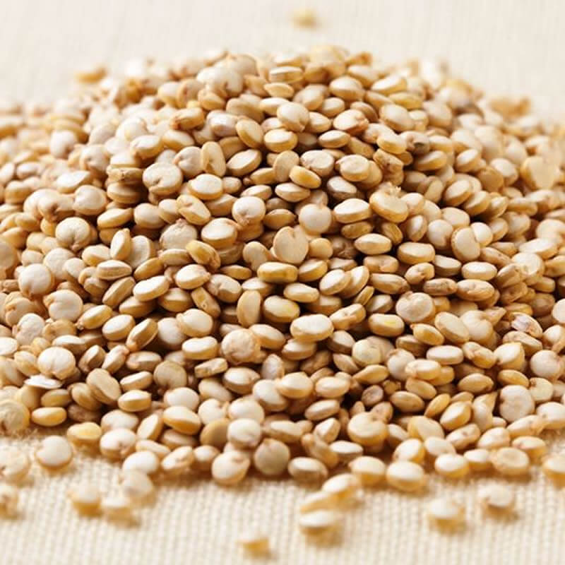 La quinoa, para fortalecer los pajaros, aves y canarios