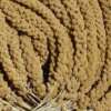 Panizo (Spray Millet) 500g Alamazonas® - Imagen 4