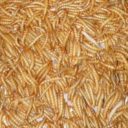 Tenebrio Molitor (Gusano De La Harina) Alimento Deshidratado 500g - Imagen 2