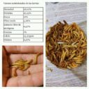 Tenebrio Molitor (Gusano De La Harina) Alimento Deshidratado 500g - Imagen 3