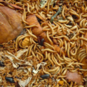 Tenebrio Molitor (Gusano De La Harina) Alimento Deshidratado 500g - Imagen 4