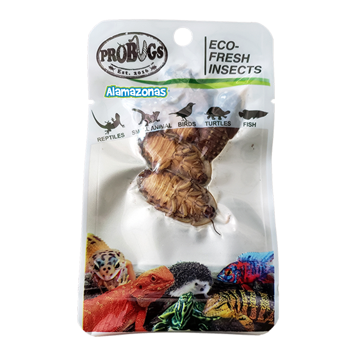 Cucaracha Alimento Fresco Alamazonas Dubia Roaches Probugs Eco-Fresh Insects