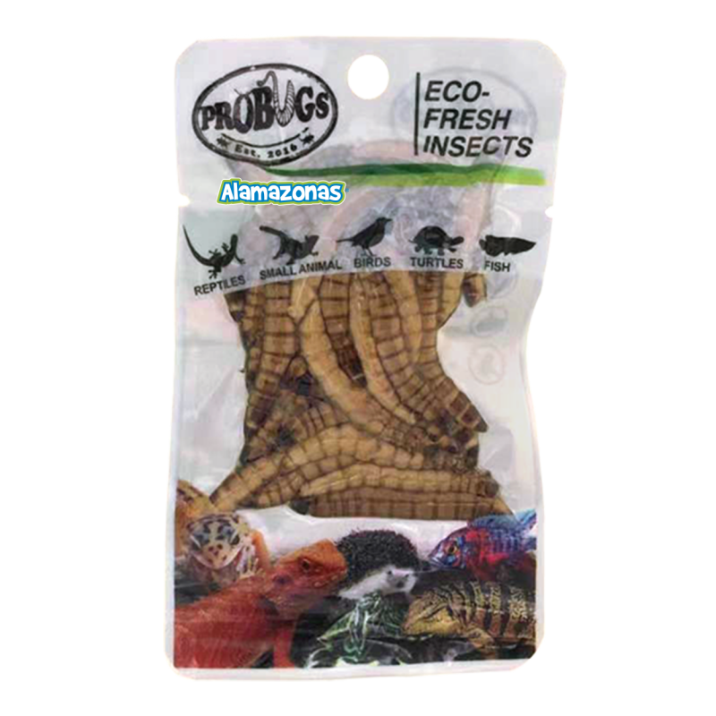 Zophobas morio Gusanos Alimento Fresco Alamazonas Superworm Probugs Eco-Fresh Insects