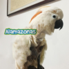 Collarin Protector Anti Picaje Antiagarre Alamazonas® GRANDE - Imagen 4